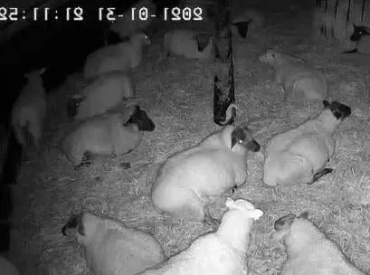 Calving Monitoring Camera: Pan/Tilt 360° Livestock Surveillance With Night Vision & Motion Alerts 1